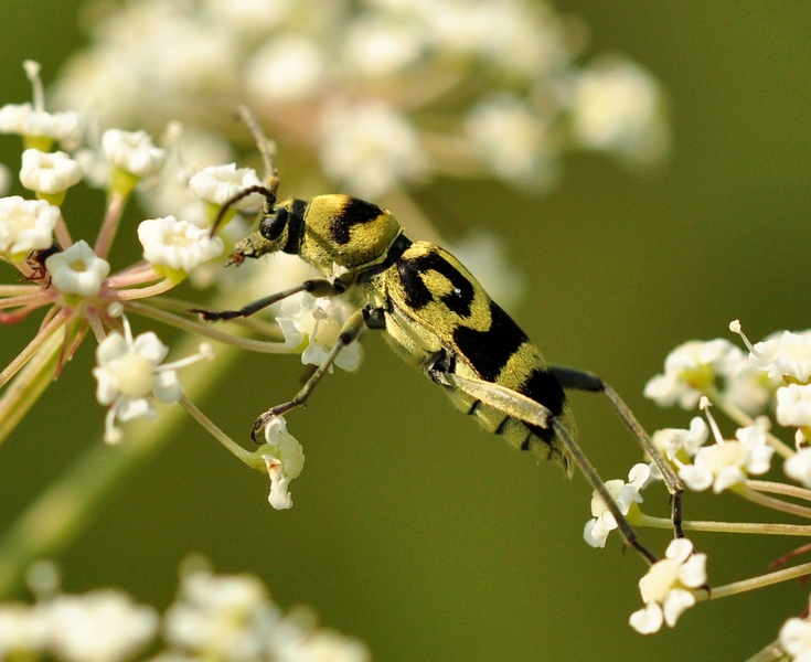 Chlorophorus varius